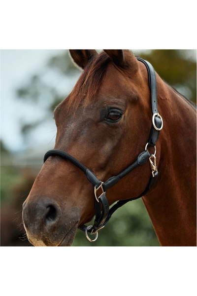 Dublin Leather Rope Headcollar