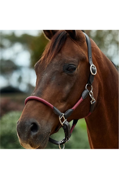 Dublin Leather Rope Headcollar
