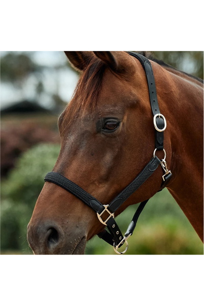 Dublin Braided Leather Headcollar