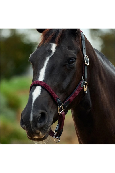 Dublin Braided Leather Headcollar