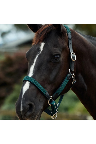 Dublin Braided Leather Headcollar