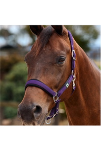 2026 Dublin Neo Comfort Halster 1031035 - Purple