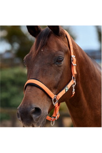 2026 Dublin Neo Comfort Headcollar 1031035 - Orange