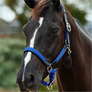 2026 Dublin Braided Leather Headcollar 1031532 - Cobalt
