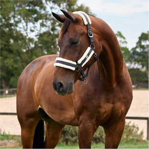 2026 Dublin Soft Fit Headcollar 1031034 - Navy