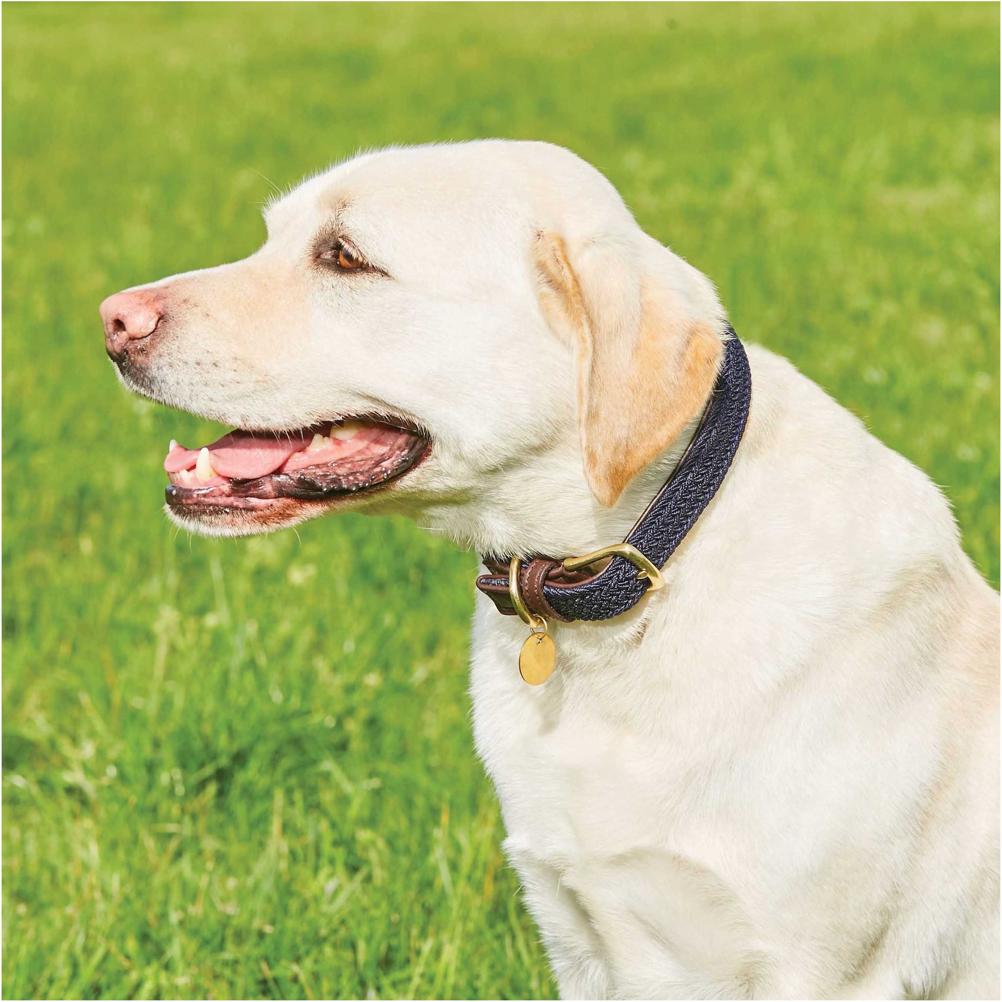 Weatherbeeta Leather Plaited Dog Collar - Brown / Navy
