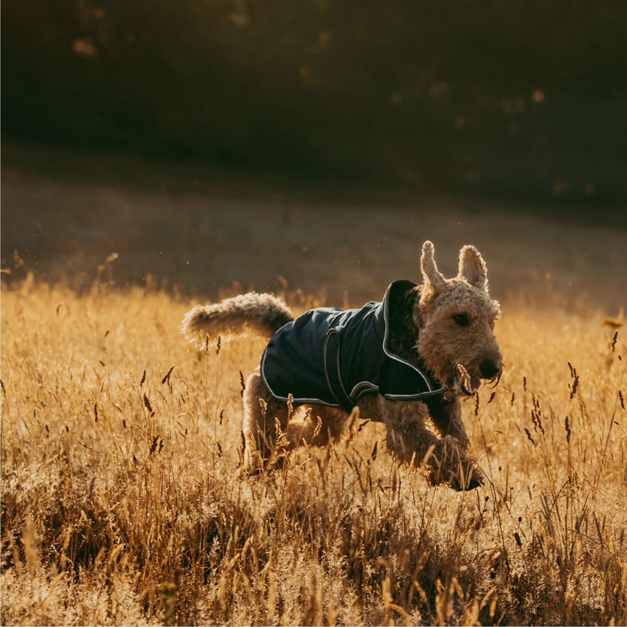 Weatherbeeta Hundemantel Comfitec Premier - Wasserfest, Atmungsaktiv, Mit Fleece-Futter, Dunkelblau/grau/weiß