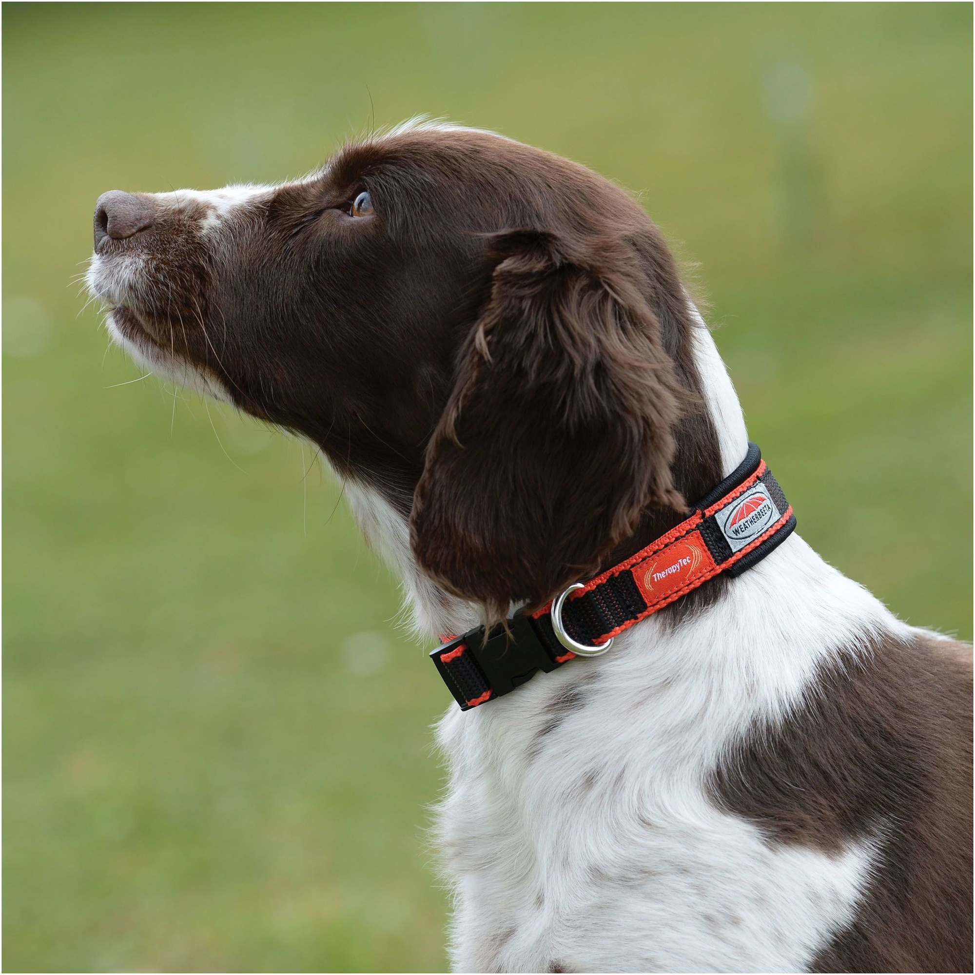 Weatherbeeta Therapy-Tec Dog Collar 1003607 - Black Red