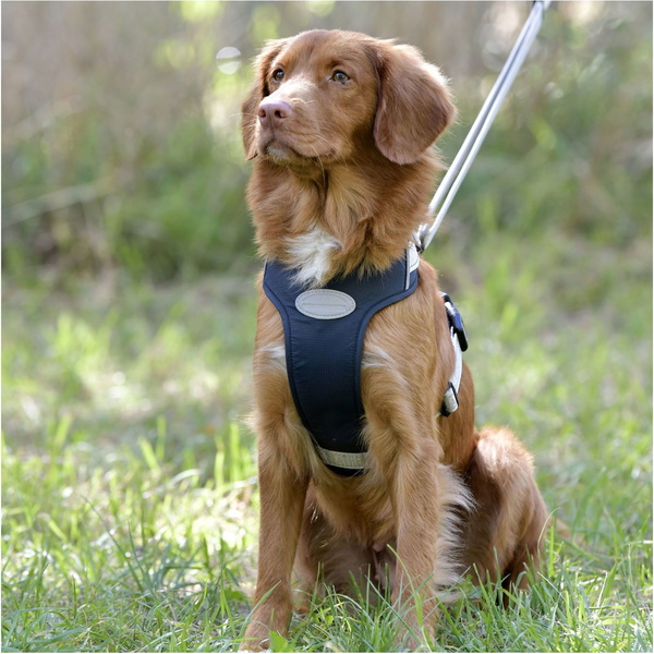 Weatherbeeta Explorer Hundegeschirr 101819800 - Navy