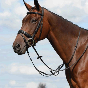 Collegiate Syntovia + Plain Flat Running Martingdale - Schwarz
