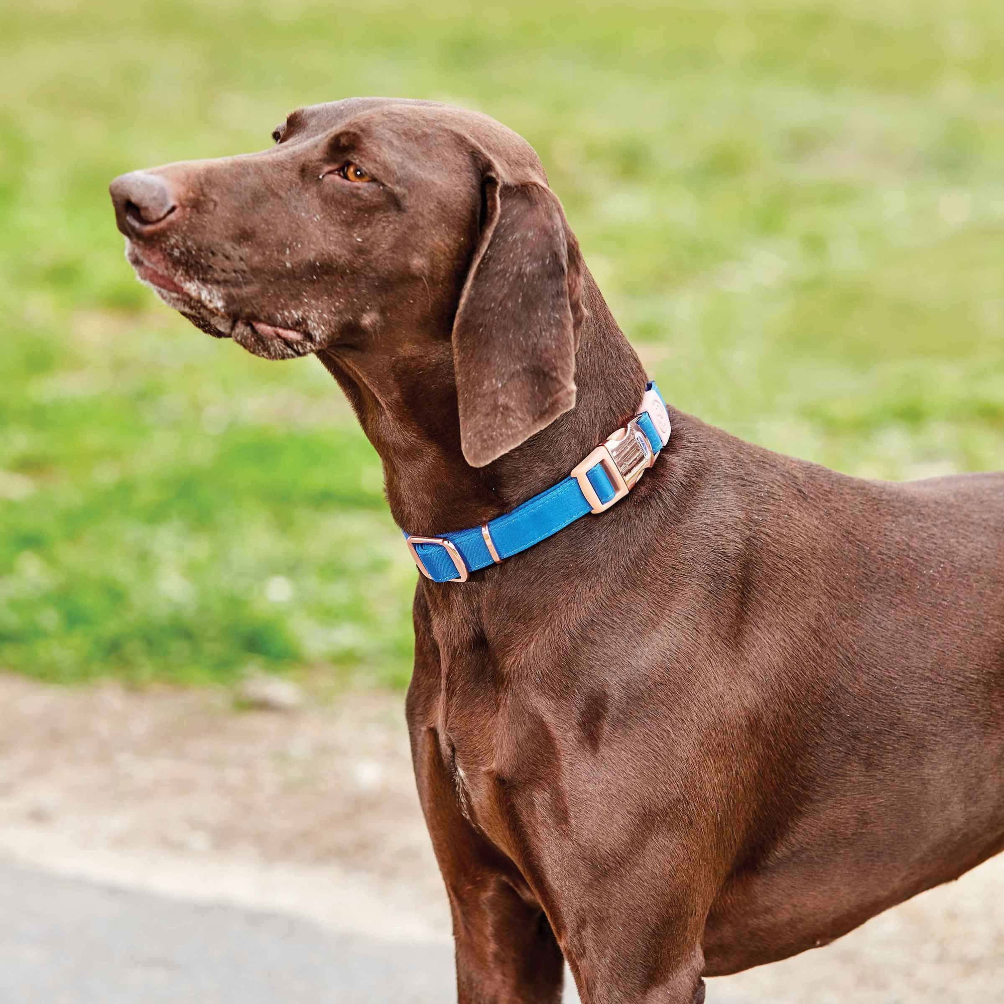 Weatherbeeta Elegance Dog Collar - Blue