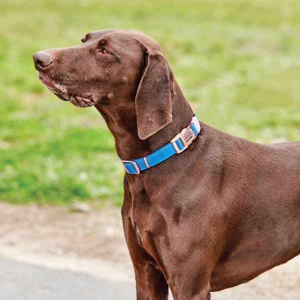 Weatherbeeta Elegance Dog Collar - Blue