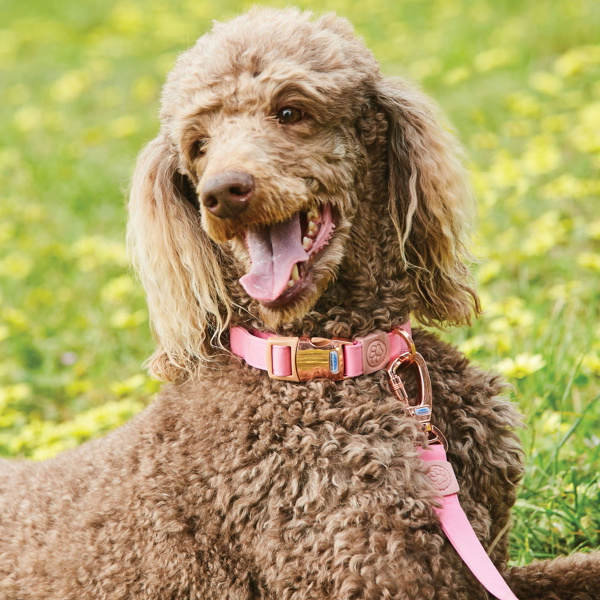 Weatherbeeta Elegance Dog Collar - Pink