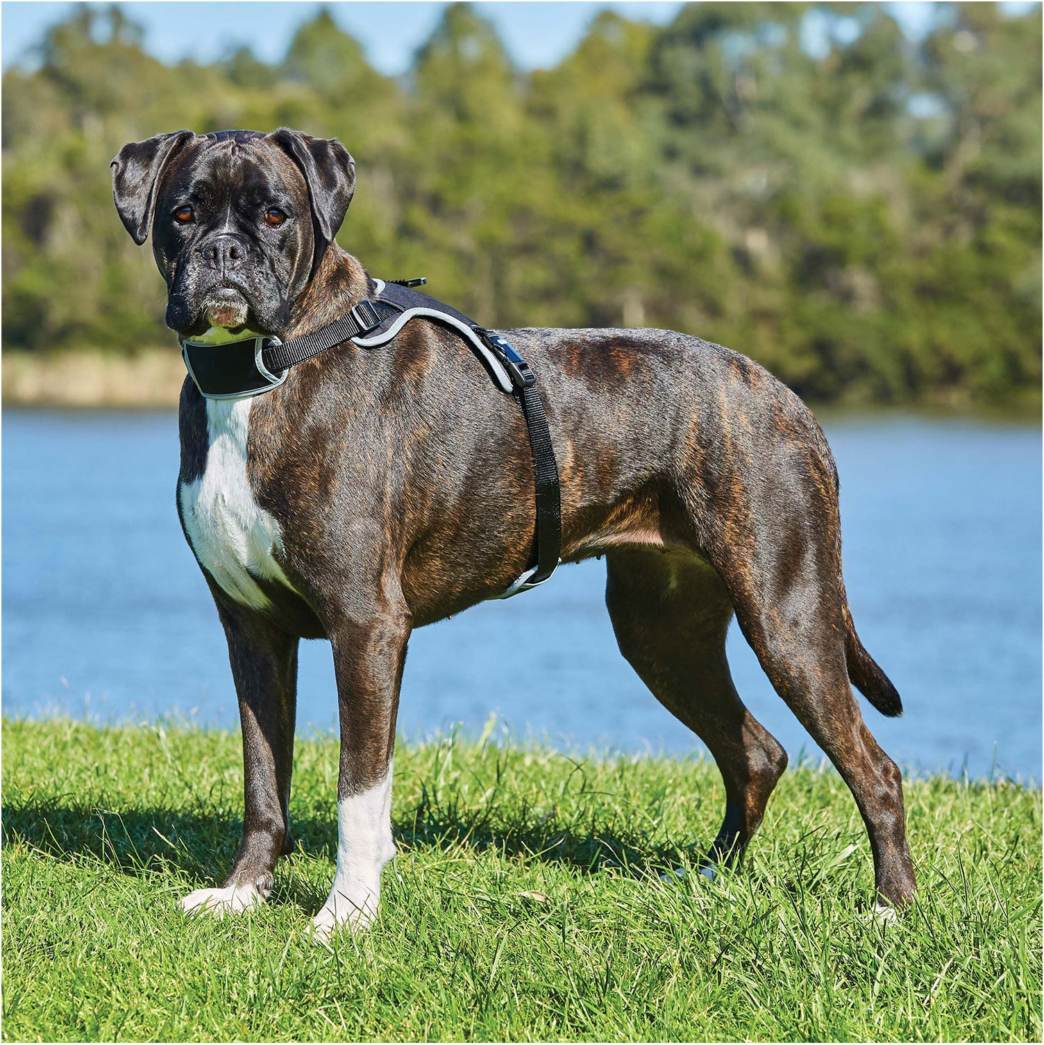 Weatherbeeta Eleganz Hundegeschirr - Schwarz