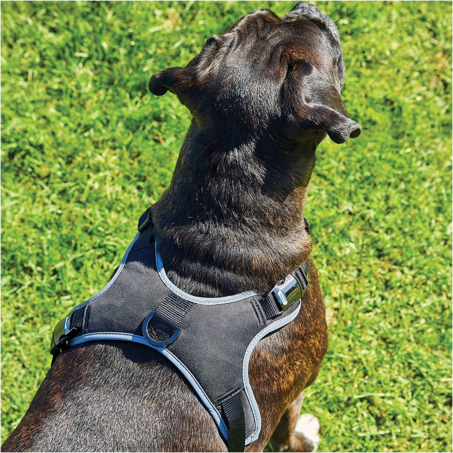Weatherbeeta Eleganz Hundegeschirr - Schwarz