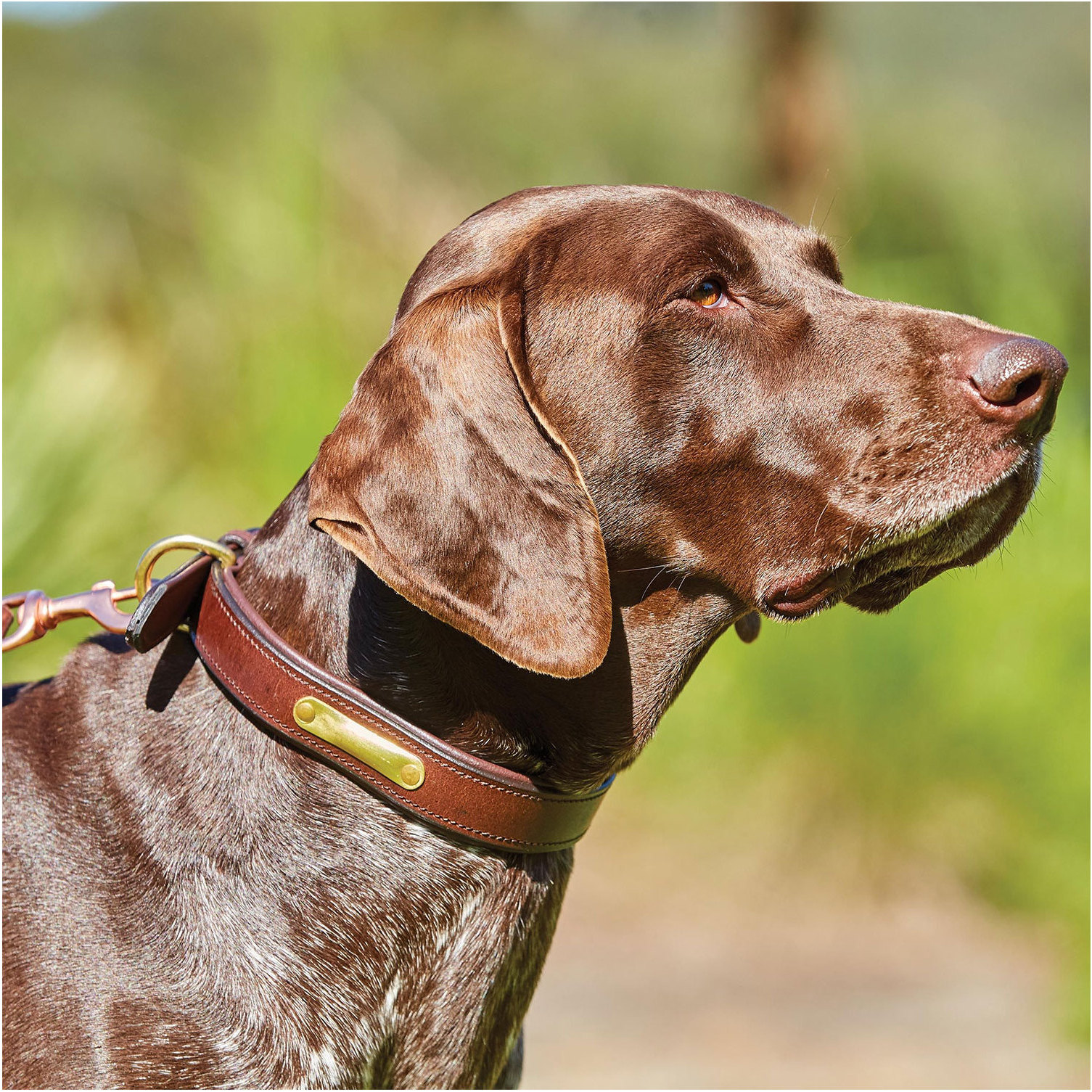 Weatherbeeta Padded Leather Dog Collar 1001696 - Brown