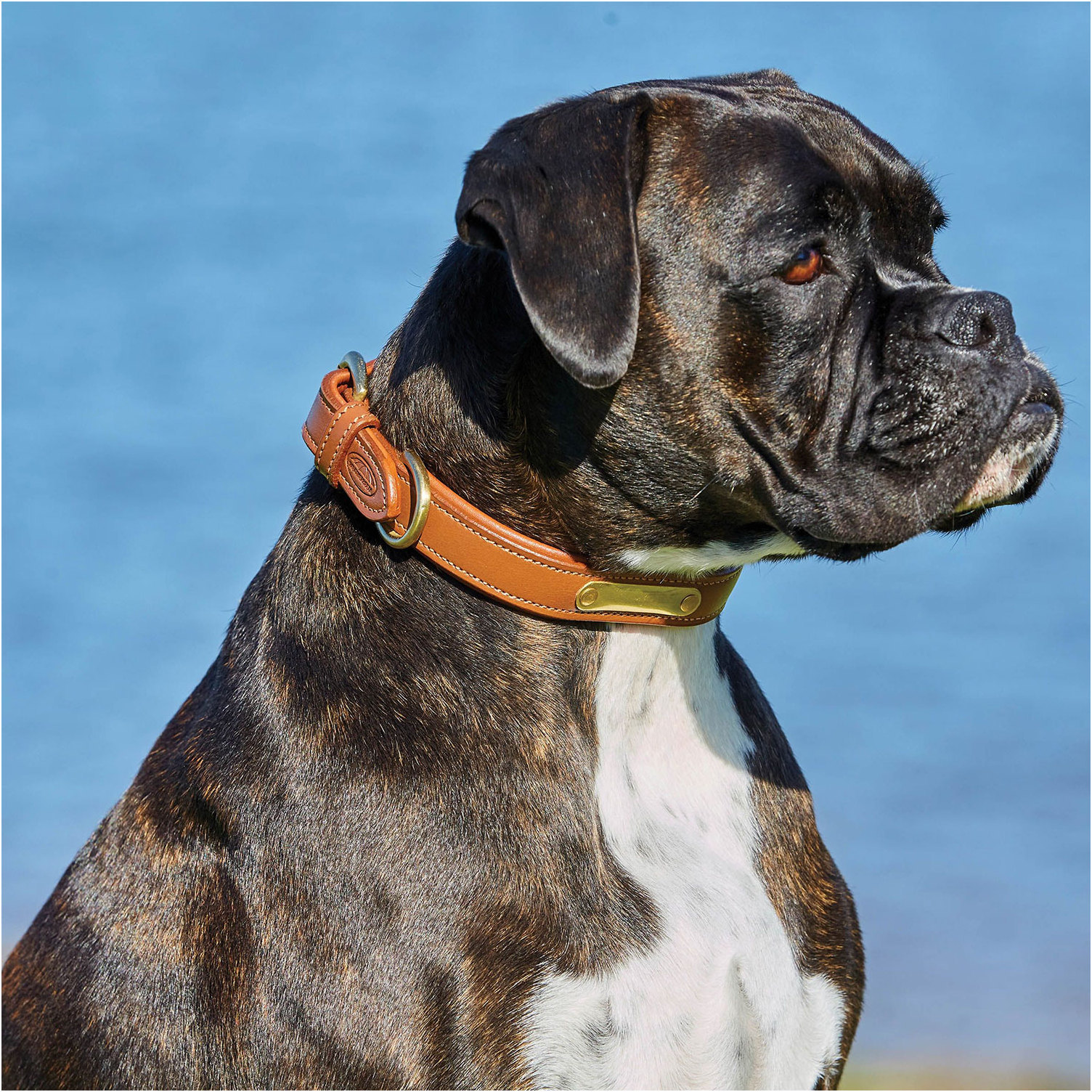 Weatherbeeta Padded Leather Dog Collar 1001696 - Tan