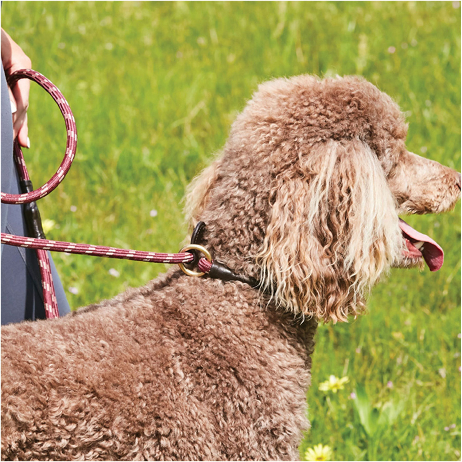 Weatherbeeta Rope Leather Slip Dog Lead 1001702 - Burgundy