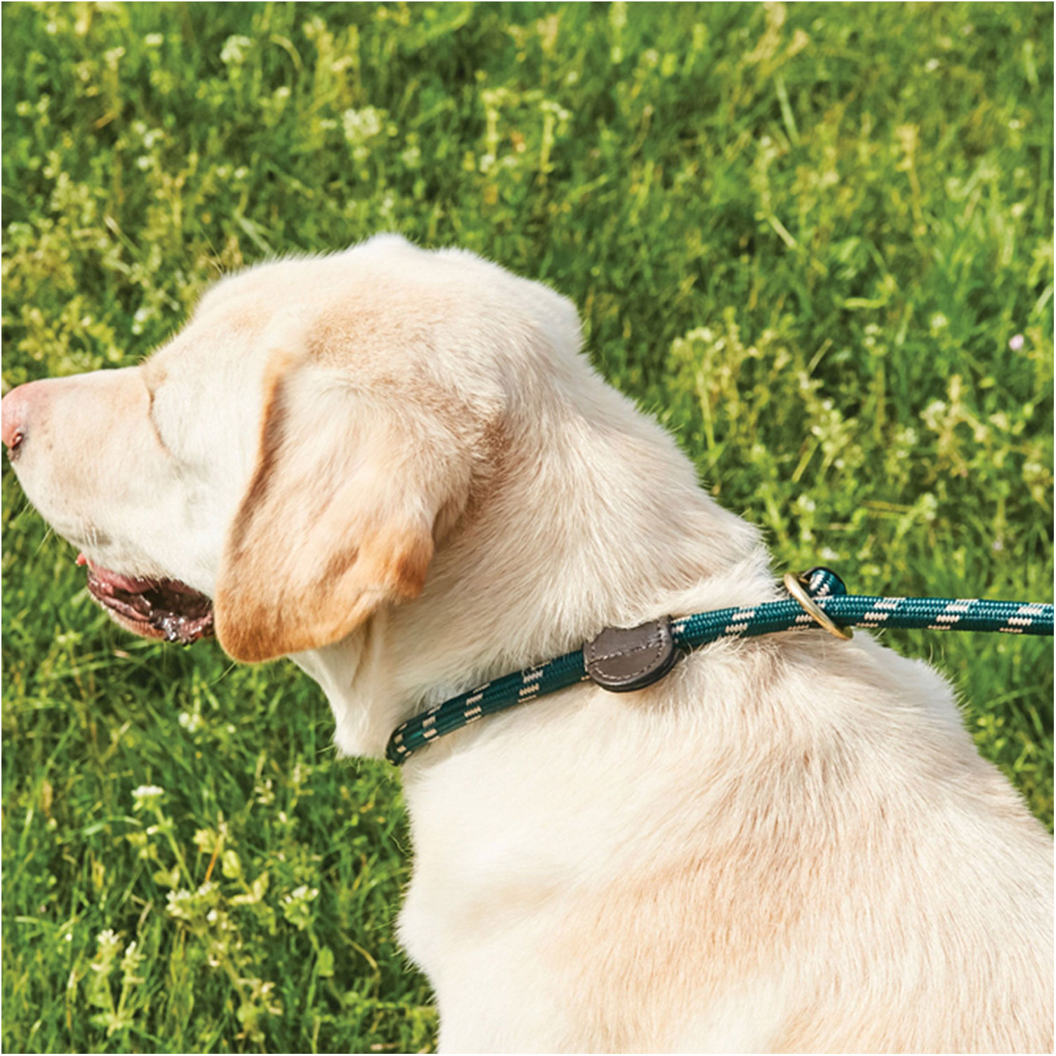 Weatherbeeta Leine Leder Slip Hund Leine 1001702 - Hunter Green