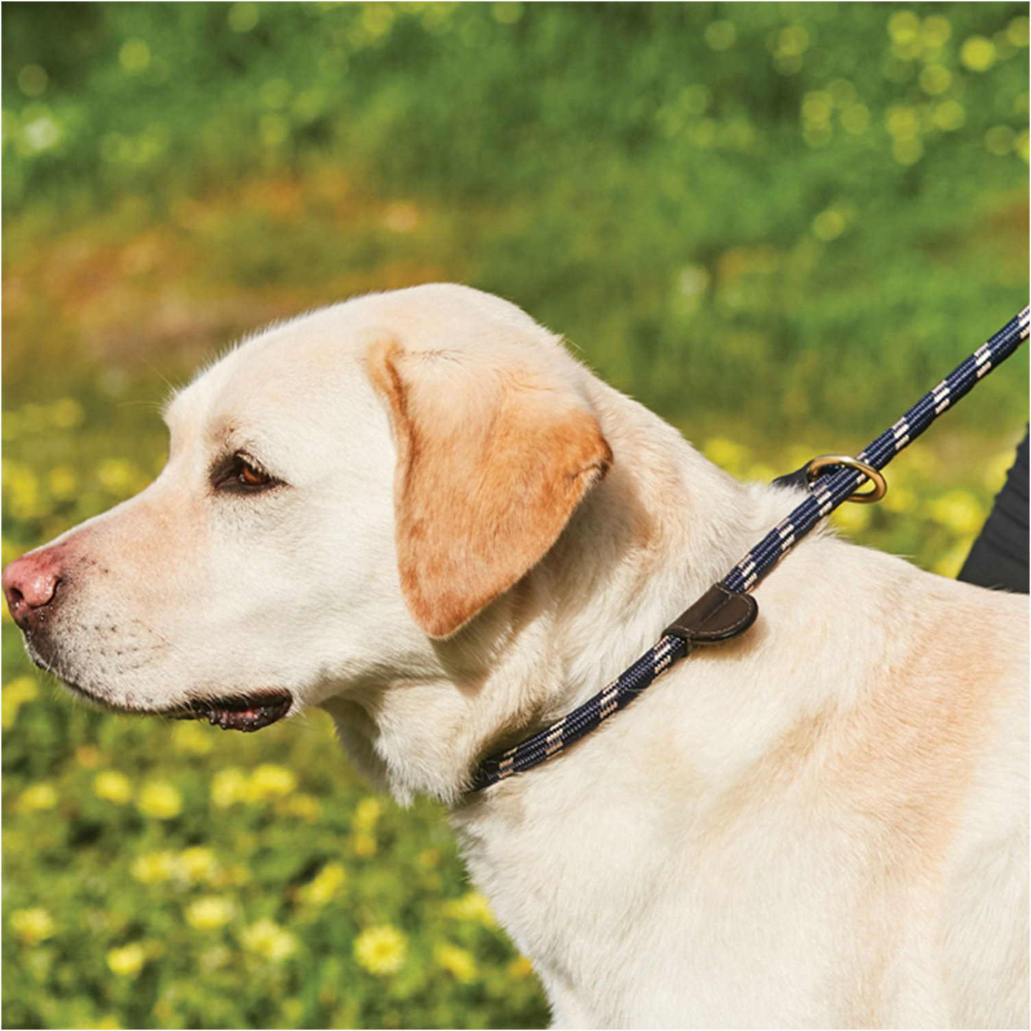 Weatherbeeta Rope Leather Slip Dog Lead - Navy