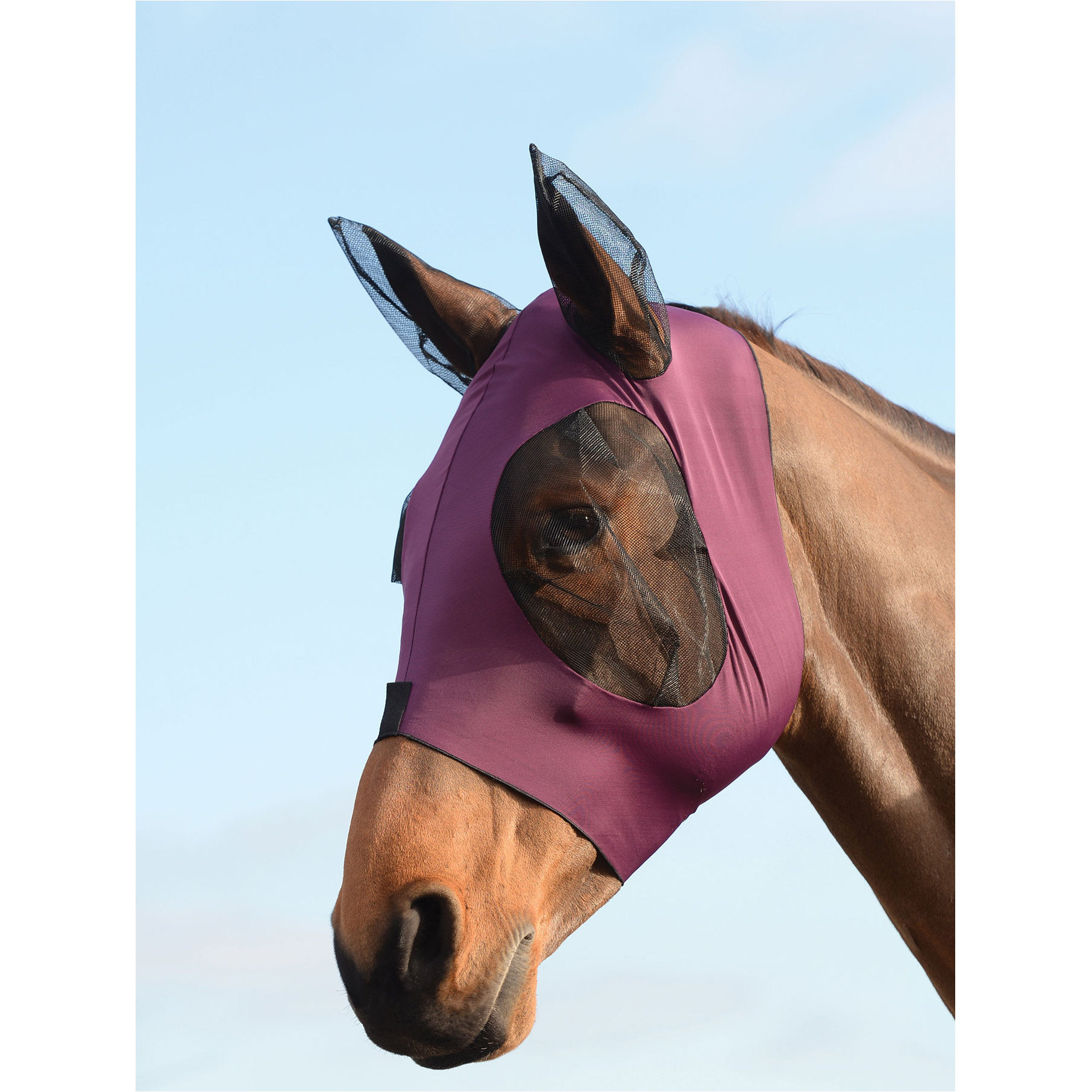 Weatherbeeta Stretch Bug Eye Saver With Eyes 1009573048 - Purple