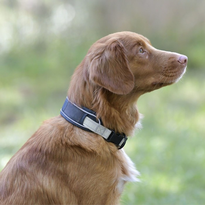 2023 Weatherbeeta Explorer Dog Collar 1018198 - Navy