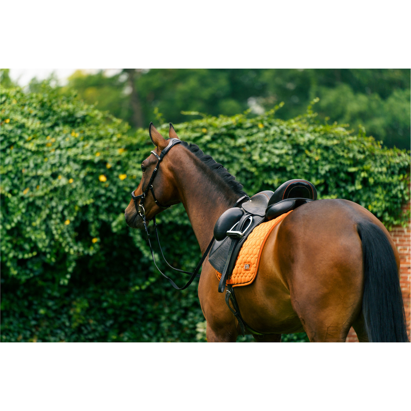 2023 HV Polo Dorian Dressage Saddle Pad 802093510 Ginger Horse