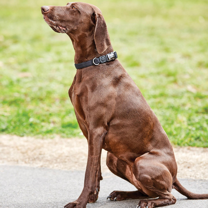 Weatherbeeta Elegance Dog Collar - Black