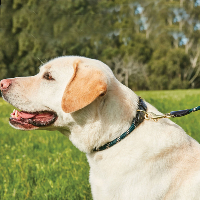 Weatherbeeta Rope Leather Dog Collar - Hunter Green / Brown