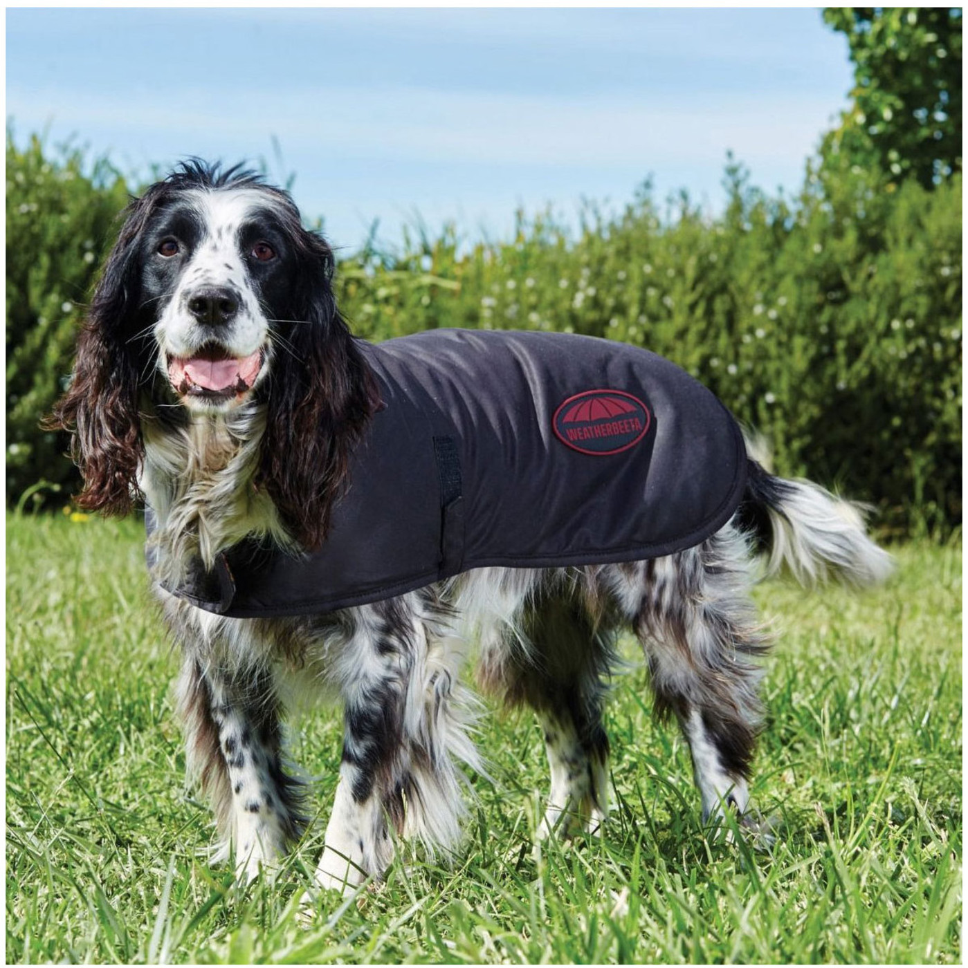 Weatherbeeta Waxed Dog Coat Brown 5884 Dogs The Drillshed