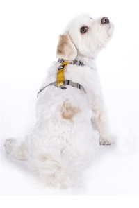 Harnais Pour Chien En Nylon Hkm 13730 - Taupe / Or Jaune