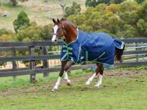 Horse Rugs Buyer