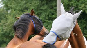 Fly Rugs and Masks Buyer