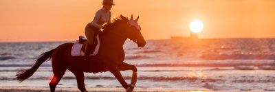 showjumping