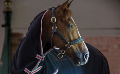 horse