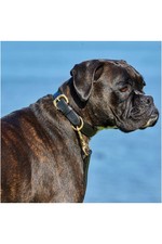 2022 Weatherbeeta Padded Leather Dog Collar 1001696001 - Black