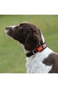 Weatherbeeta Therapy-Tec Dog Collar Black / Red