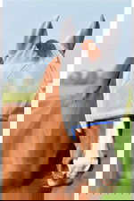 Fly Masks Horse Rugs Sheets Horse Equilibrium Field Relief Max Fly Mask The Drillshed