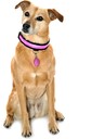 Equisafety Reflective LED Flashing Dog Collar - PINK DC02-S