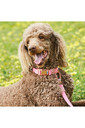 Weatherbeeta Elegance Dog Collar - Pink