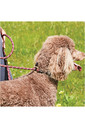 Weatherbeeta Rope Leather Slip Dog Lead - Burgundy / Brown